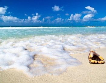 Seashell on the caribbean beach