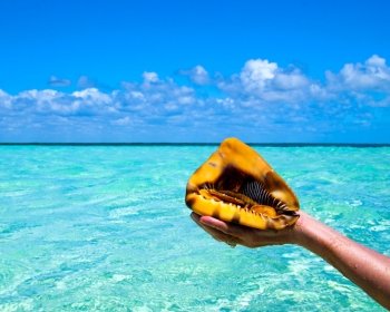 beach shell held by hands in a tropical place