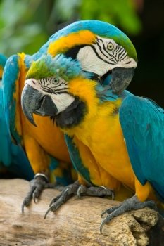 colorful Macaws parrots

