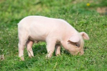 Young pig on a spring green grass

