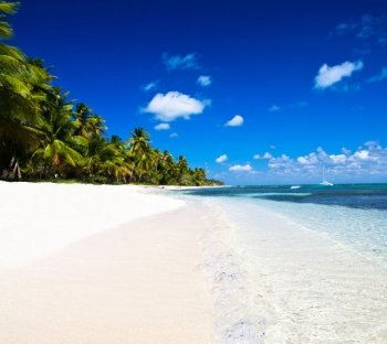 Caribbean Beach and Palm tree  .Paradise. Vacation and Tourism concept.