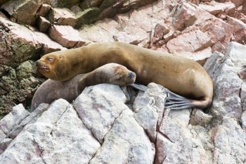 Sea lions fighting for a rock in the peruvian coast at Ballestas islands Peru

