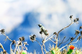 Green and blue Hummingbird