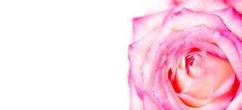 red rose isolated on white background

