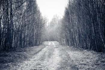 Rural road crosses birch trees.