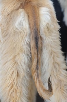 Detail view of an afghan hound dog tail