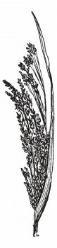 Common Millet or Panicum miliaceum, showing flowers, vintage engraved illustration. Dictionary of Words and Things - Larive and Fleury - 1895