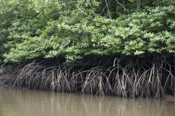 Mangrove Forests  in  Langkawi Malaysia
