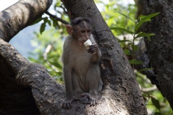 Portrait of a young Macaque taking on food with his hands. India Goa.. Portrait of a young Macaque taking on food with his hands. India Goa