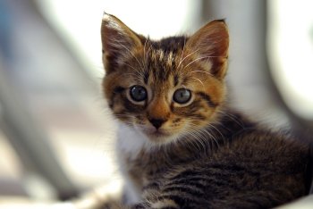 cute and Curious striped  kitten