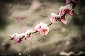peach blossom covered in snow in early february