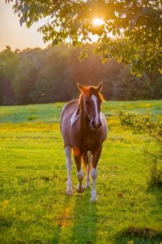 horse animal posing on a farmland at sunset