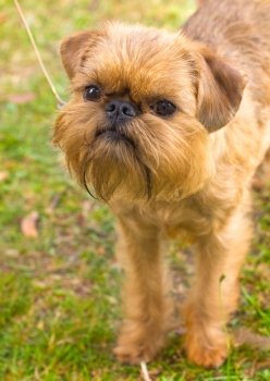 closeup portrait of the toy dog Brussels Griffon breed, shallow depth of field