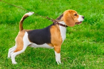 dog Beagle breed standing on the green grass. dog Beagle breed standing in rack on a tight leash on green grass 