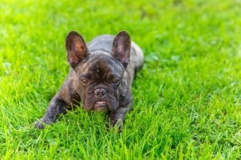 Cute Domestic dog brindle French Bulldog breed angry and shows his teeth lying on the grass. Focus on the dog muzzle, shallow depth of field