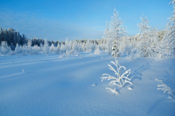 Winter landscape.Winter beauty scene