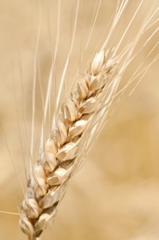 Closeup photo of wheat
