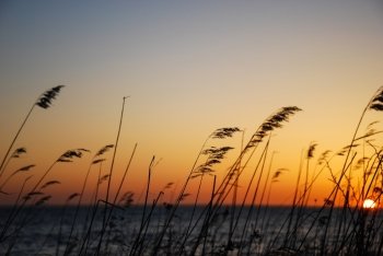 Reeds at sunset. 