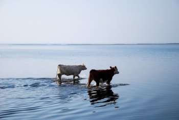 Two young cows walking in the water by a beach in Sweden.