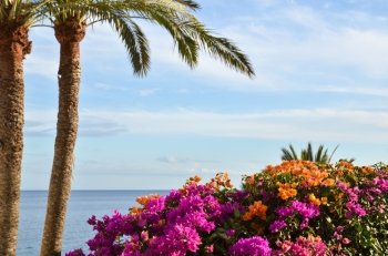 Tropical summer view with palm trees, flowers and blue water. From the island Gran Canaria in Spain.
