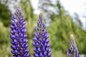 Closeup of blue vibrant and shiny lupines wildflowers