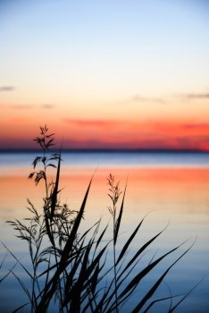 Reeds silhouettes by the water at a colorful sunset