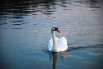 Portrait of a swimming mute swan in blue water
