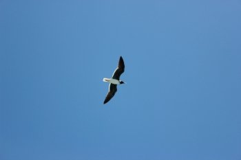 Seagull Flying in The Blue Sky. Blue Sky Background.. Seagull Flying in The Blue Sky. 