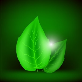 Green Leaves Isolated on Soft Green Background. Eco Icon with Green Leaves.. Two Green Leaves