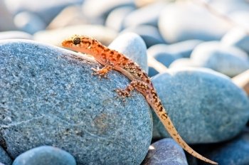 gekkonovaya young lizard basking in the sun while sitting on a big gray stone