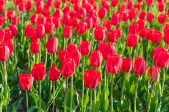 a field of beautiful red tulips closeup