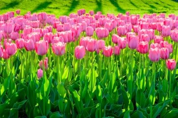 a field of beautiful pink tulips close up