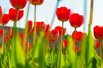 Beautiful fresh flowers, red tulips against the sky