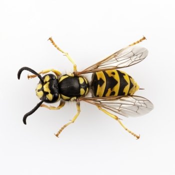 wasp isolated . wasp Vespula germanica species isolated on white background