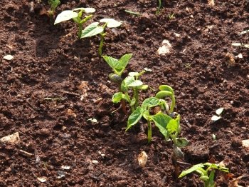 French beans sprout with two leafs in vegetable garden       