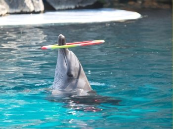 Trained Dolphin spinning the Hoop on the nose