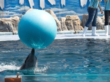 Trained Dolphin  playing with a ball
