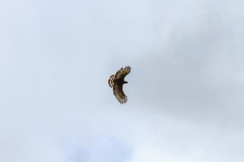 Crested serpent eagle  in flight on the sky