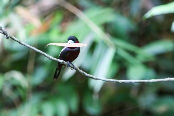 Bird in nature, Black-and-Red Broadbill perching on a branch
