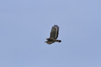 Crested serpent eagle  in flight on the sky