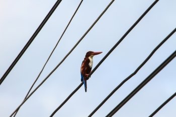 kingfisher Birds sitting on power lines over clear sky