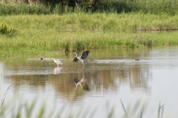 Heron fishing in the wetlands