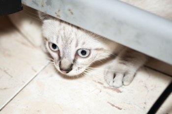 Small cat hiding under the table