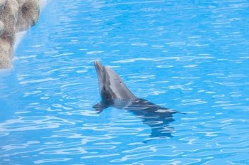 dolphins swimming in the saltwater pool