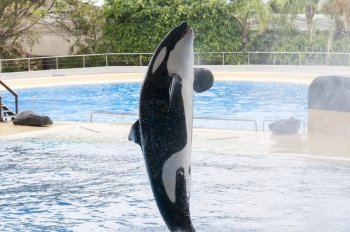 orca swimming in the saltwater pool