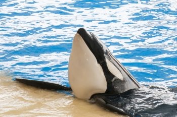 orca swimming in the saltwater pool