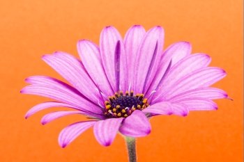 purple flower on an orange background