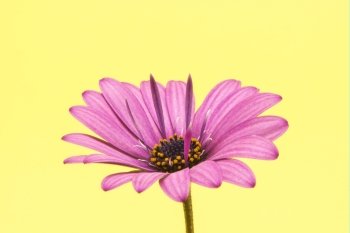 purple flower on a yellow background