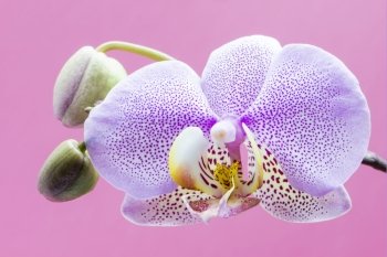purple orchid on a purple background