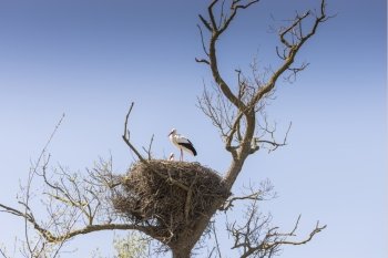 You storks in their nests to care for young